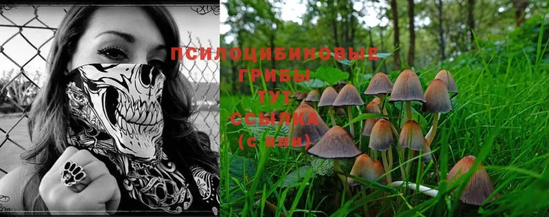 Галлюциногенные грибы Psilocybe  Барыш 